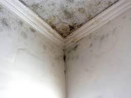 Reliable The Village Of Indian Hill, OH Mold Removal Solutions