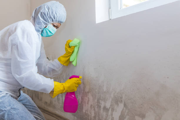 Why You Should Choose Our Mold Remediation Services in The Village Of Indian Hill, OH